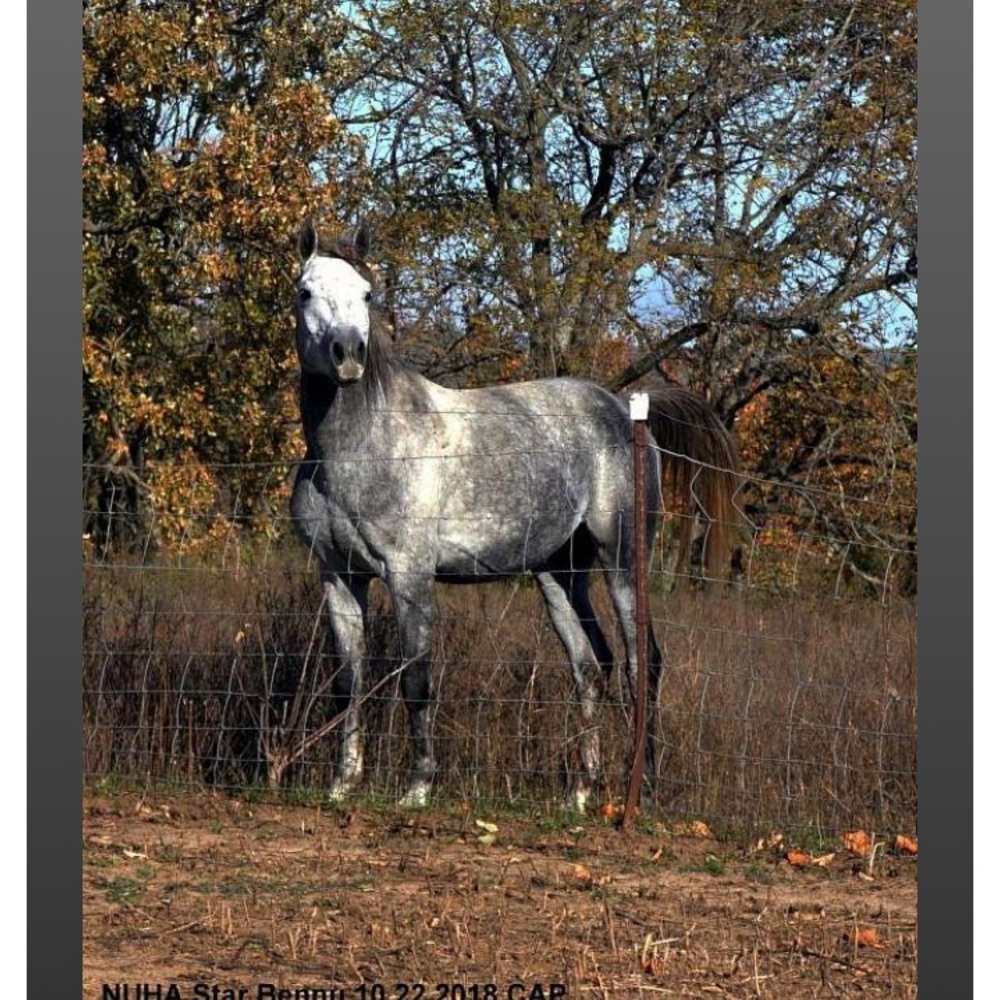 iSO horse tack